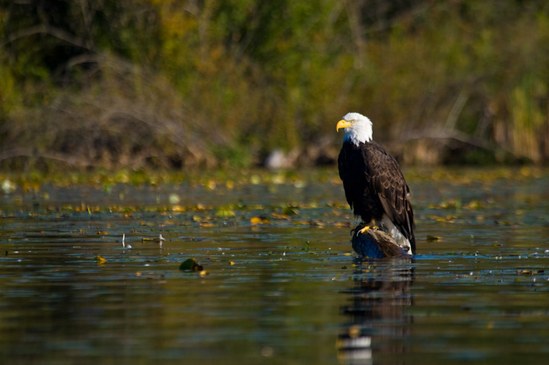 Bald Eagle